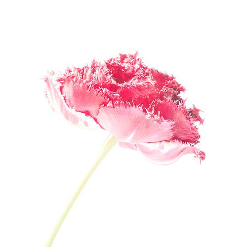 Tulipe sur fond blanc n° 1