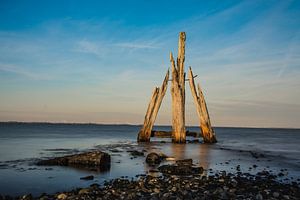 Tête d'aigle Grevelingen - Zélande