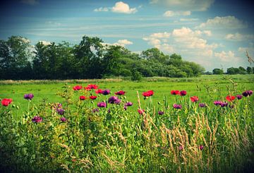 Bank of Poppies (Intens Color) van King Photography