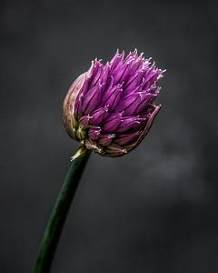 De bloem van bieslook met een donkere achtergrond