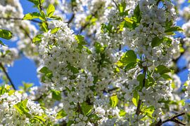Fleurs de cerisier - fleurs sur le cerisier sur Gerwin Schadl