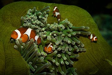 Anemoon vis, Mabul Island, Maleisie van Travel Tips and Stories