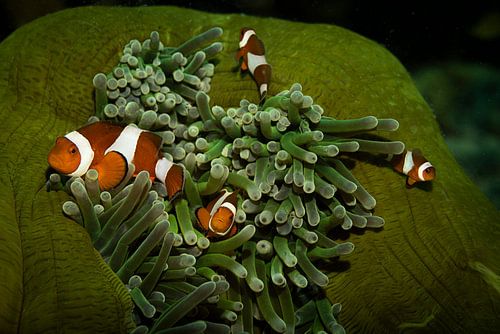 Anemonenfische, Insel Mabul in Malaysia