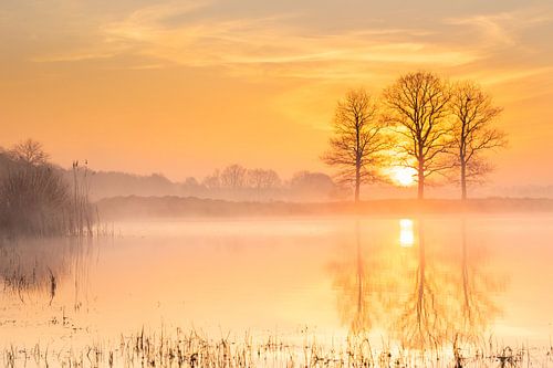 Misty orange sunrise between three trees at the water's edge