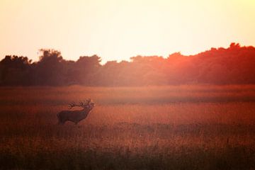 Burlend edelhert in de ondergaande zon sur Evert Jan Kip