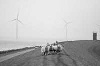 Sheep on dry land