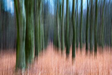 La forêt abstraite sur Joost Lagerweij