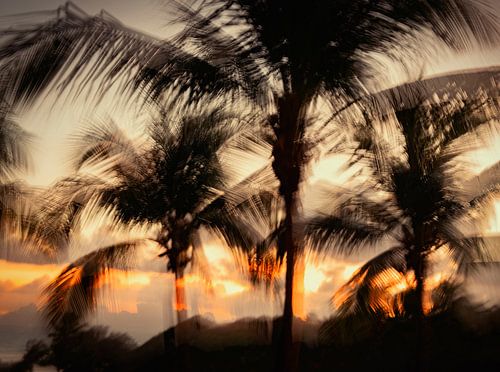 Waaiende palmen tijdens zonsondergang in Guadeloupe