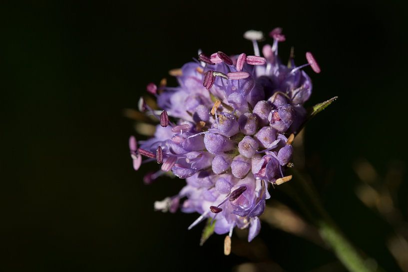 Violette Blume mit schwarzem Hintergrund von Joost Adriaanse