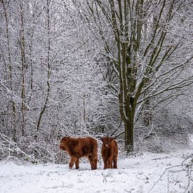 Two calves discover the snow... by Ans Bastiaanssen