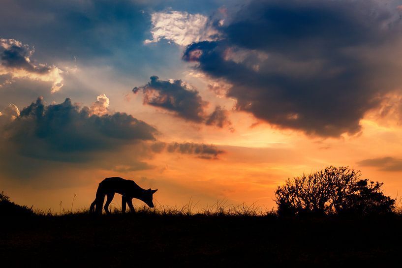 sunset by Pim Leijen