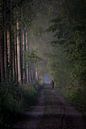 Fietser in het Goor van Hans Monasso thumbnail