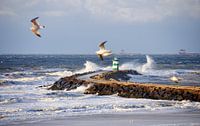 Dutch coast