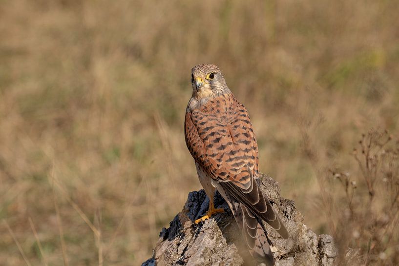 Kestrel by Tanja van Beuningen