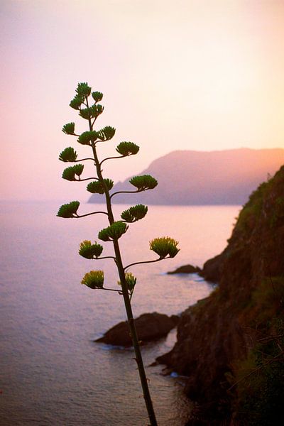 Cactusboom in het avondlicht I Pastel I Cinque Terre, Italië van Floris Trapman