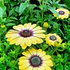 Osteospermum Serenity Blue sur Dorothy Berry-Lound