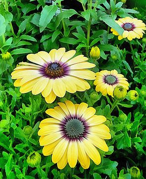 Osteospermum Gelassenheit Blau von Dorothy Berry-Lound