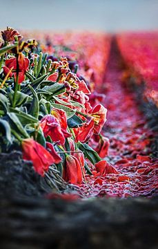 Stervende rode tulpen van Chi