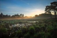 Tourbe dans la Kampina au lever du soleil et brouillard