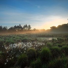 Tourbe dans la Kampina au lever du soleil et brouillard sur Ruud Engels