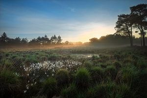 Torfmoos in der Kampina bei Sonnenaufgang und Nebel von Ruud Engels