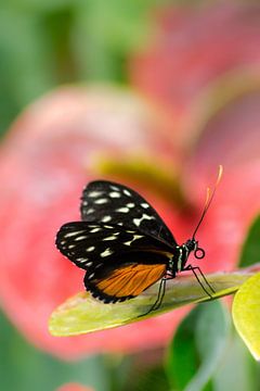 Vlinder: heliconius van Kim van Dijk
