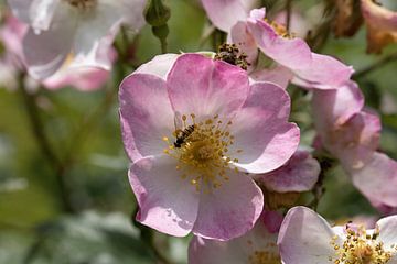 eine rosa Rose mit einer Schwebfliege von W J Kok