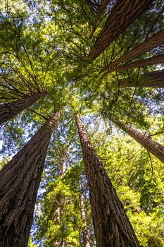 Kustsequoia's (Sequoia sempervirens)