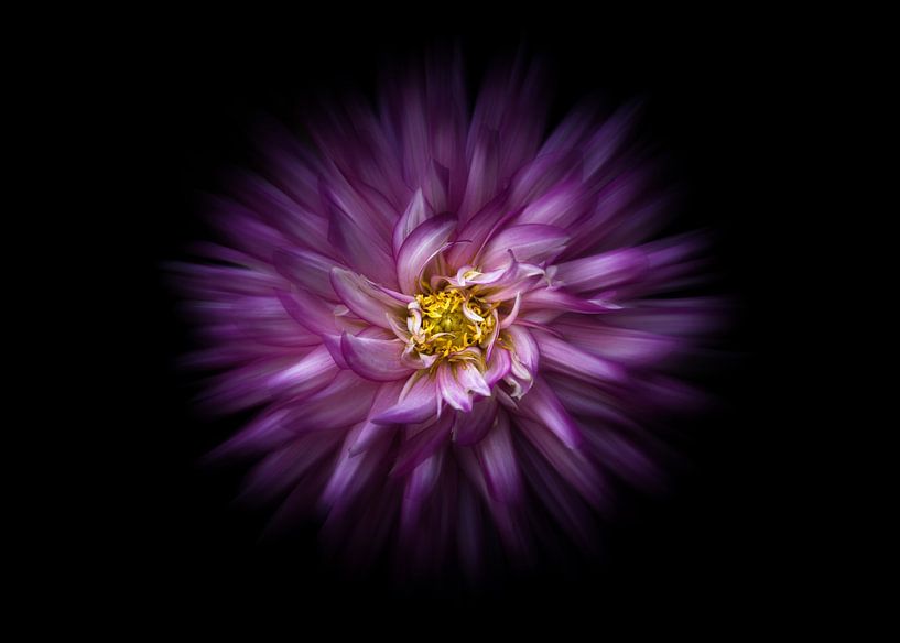 Hinterhof Blumen 20 Farbe Flow Version von The Learning Curve Photography