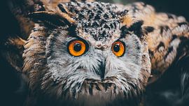 Owl by Bjorn Brekelmans