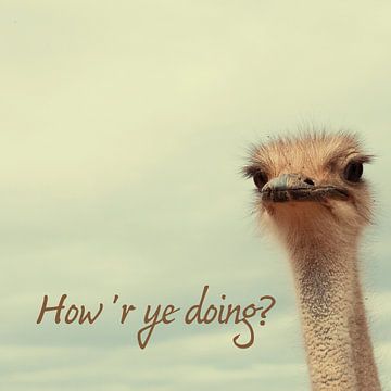 Straußenkopf mit How 'r ye doing?
