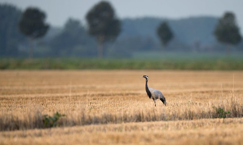 Jufferkraanvogel in rietveld von Michel de Beer