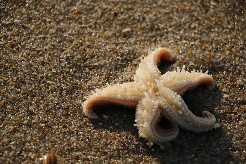 Starfish by Cora Unk