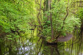 Landschaft im Nebeldurchbruchstal zwischen Serrahn und Kuchelmi von Rico Ködder