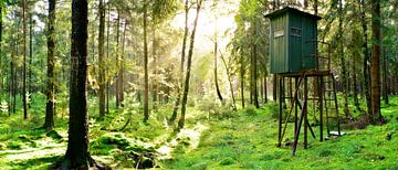 hoge ligging in het bos