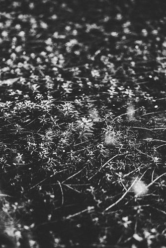 Haast Pass: Weg door Wild Nieuw-Zeeland