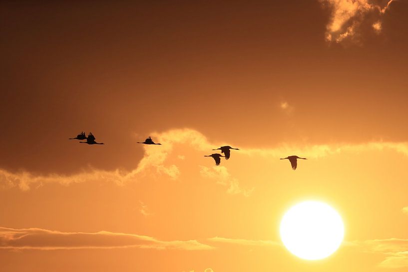 Silhouettes of Cranes( Grus Grus) at Sunset, Baltic Sea, Germany by Frank Fichtmüller