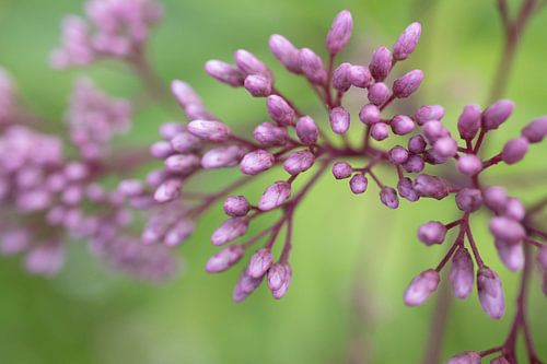 Buntes Foto einer lila Blume in der Knospe