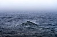 Wave in the ocean