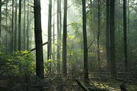 Forêt mystique
