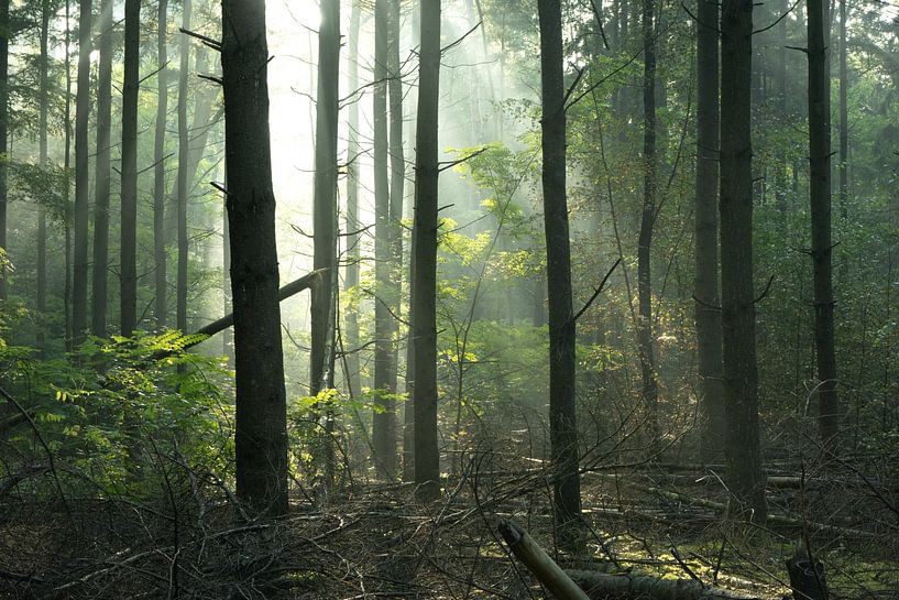 Forêt mystique par Nick Isselman