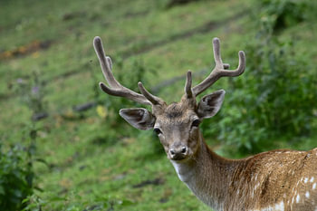 Damhirsch mit Geweih im Grünen