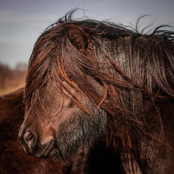 Pony close up van Jeroen Mikkers
