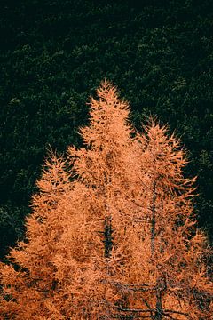 Herbstfarben im Wald von Sophia Eerden