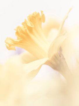 One daffodil van Bob Daalder