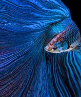 Lune bleue