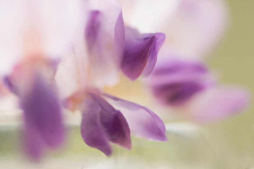 Transparent (fleur de la pluie bleue) par Birgitte Bergman
