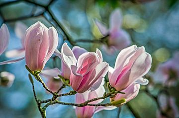 Magnificent Magnolia by Frans Blok