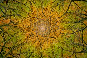 Kaléidoscope de la forêt d'automne