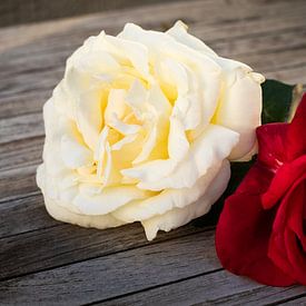 White and red rose on wood van Edith Keijzer